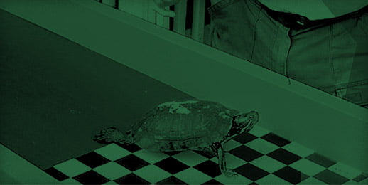 Evening Turtle Races