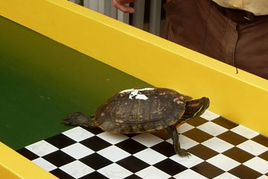 Photo of Key West Turtle Races